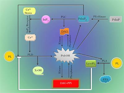 Drought Induced Signaling in Rice: Delineating Canonical and Non-canonical Pathways